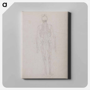 アートパネル-Human Figure, Posterior View
 - ジョージ スタッブス Canvas.