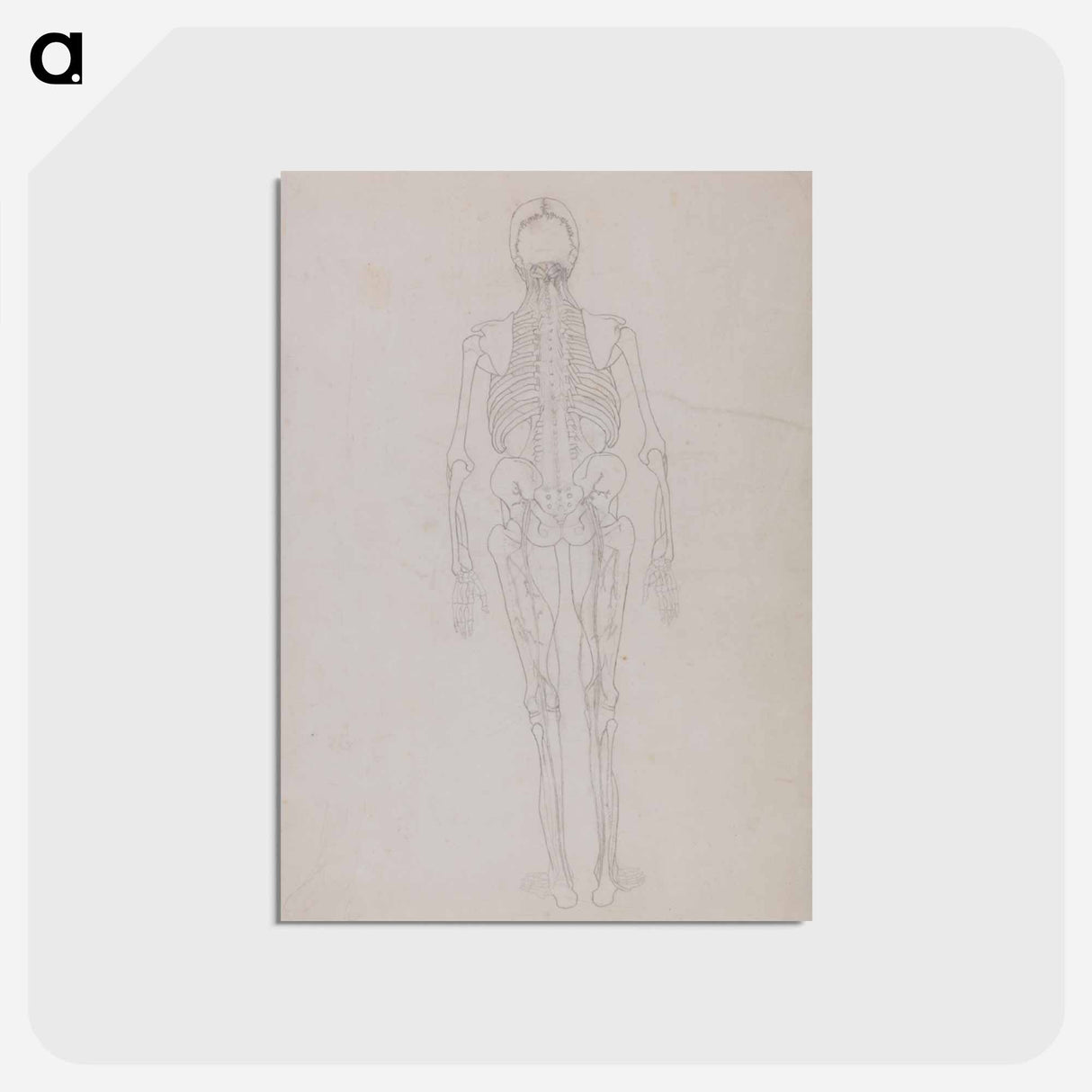 アートポストカード-Human Figure, Posterior View
 - ジョージ スタッブス Postcard.