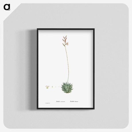 2-49_Histoire-des-Plantes-Grasses_blk-crop
