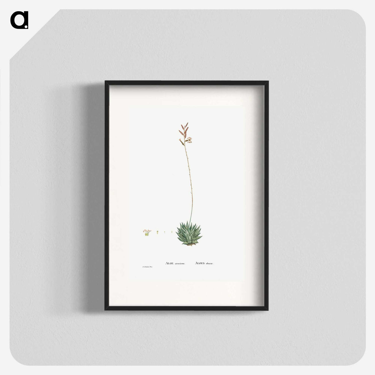 2-49_Histoire-des-Plantes-Grasses_blk