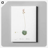 2-49_Histoire-des-Plantes-Grasses_canvas
