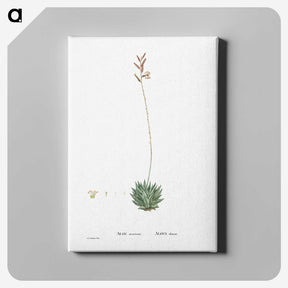2-49_Histoire-des-Plantes-Grasses_canvas