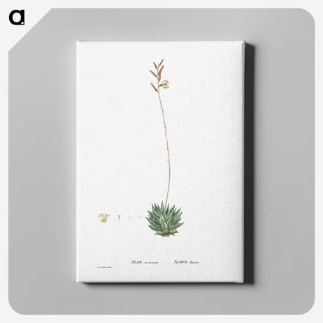 2-49_Histoire-des-Plantes-Grasses_canvas