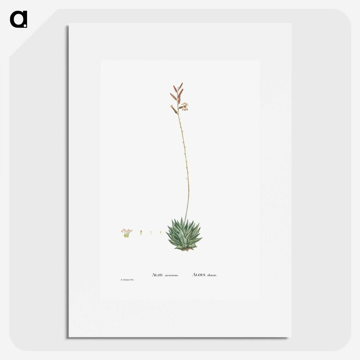 2-49_Histoire-des-Plantes-Grasses_picture