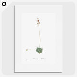 2-49_Histoire-des-Plantes-Grasses_picture