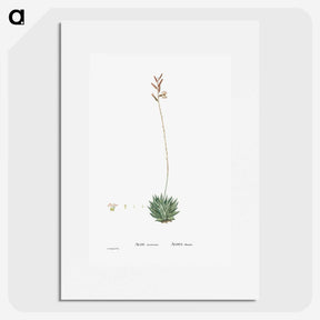 2-49_Histoire-des-Plantes-Grasses_picture