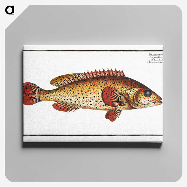 2-49_Ichtyologie-ou-Histoire-naturelle_canvas