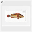 2-49_Ichtyologie-ou-Histoire-naturelle_picture