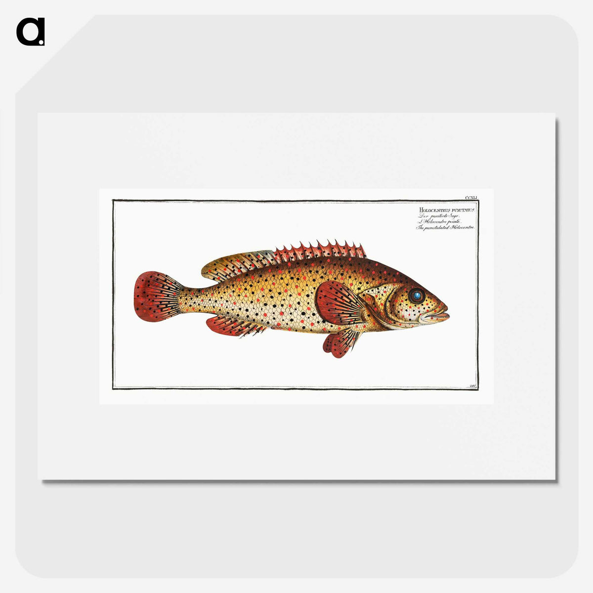 2-49_Ichtyologie-ou-Histoire-naturelle_picture