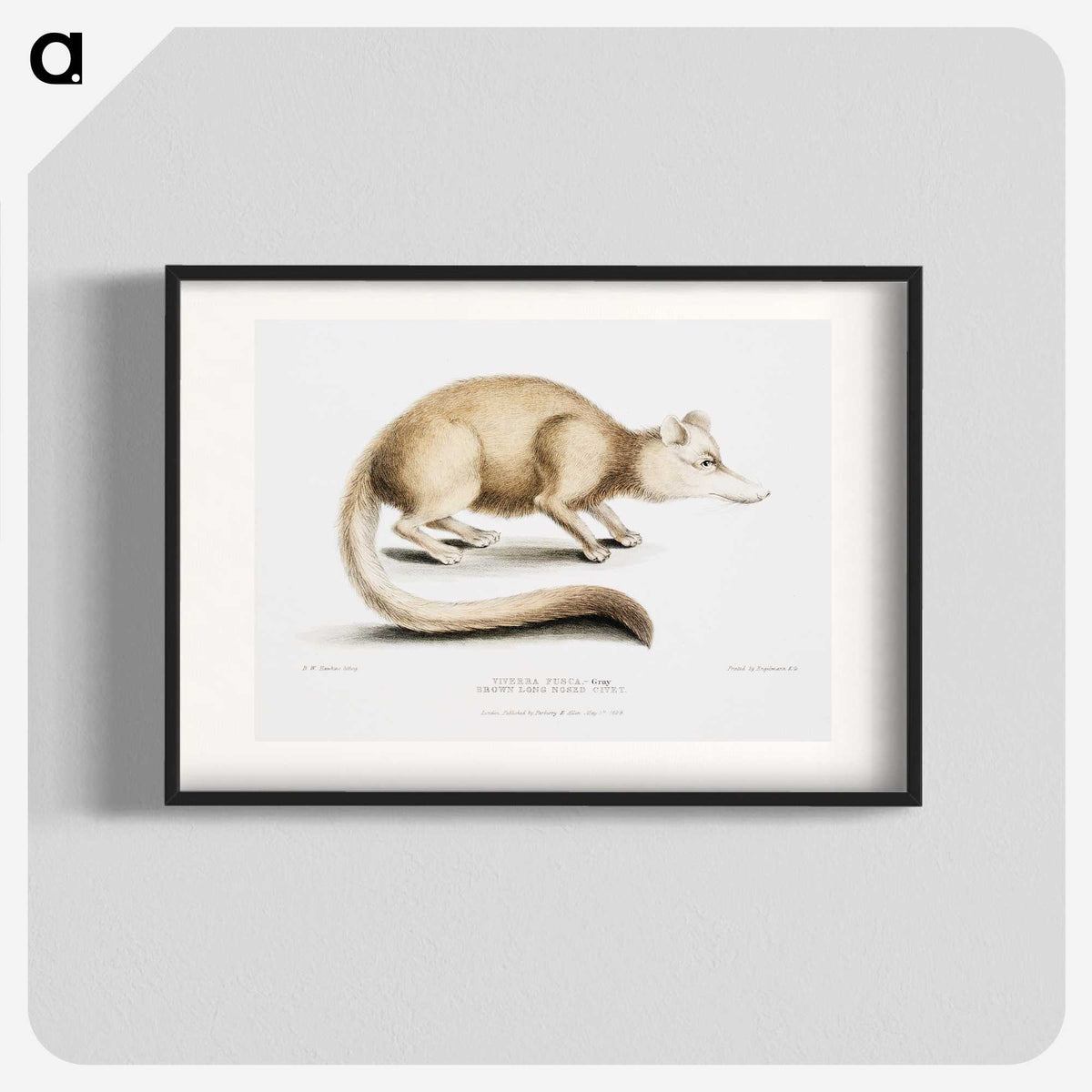 2-49_Indian-Zoology_blk