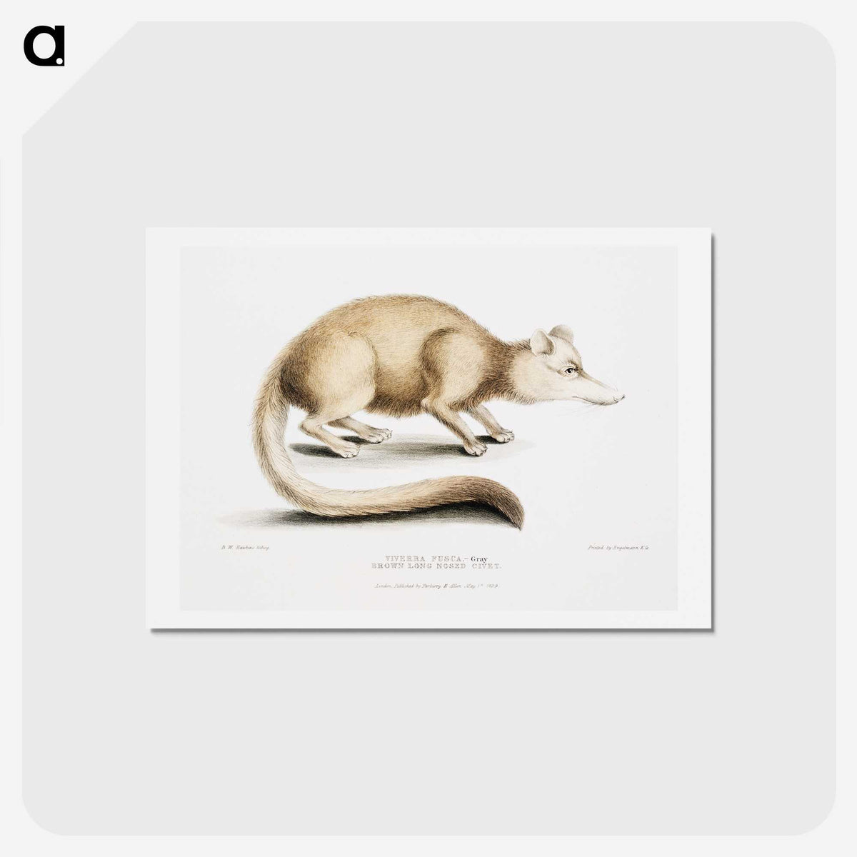 2-49_Indian-Zoology_hagaki
