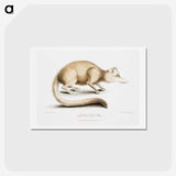 2-49_Indian-Zoology_hagaki