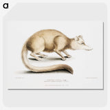2-49_Indian-Zoology_picture-crop