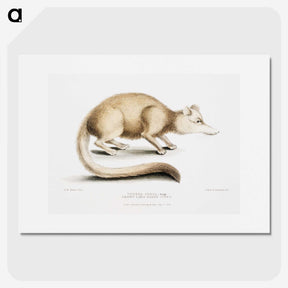 2-49_Indian-Zoology_picture