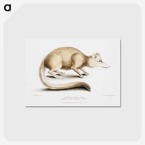 2-49_Indian-Zoology_postcard