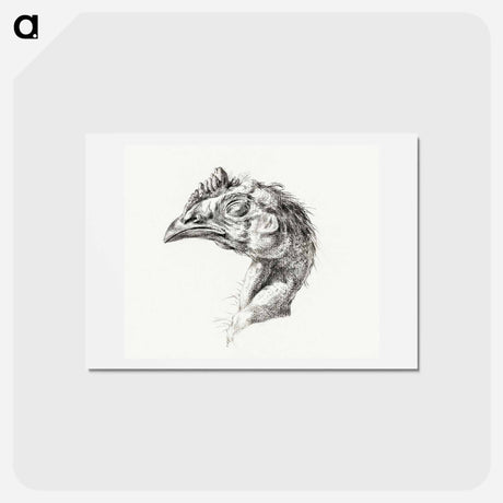 アートポストカード-Head of a dead chicken - ジャン ベルナール Postcard.