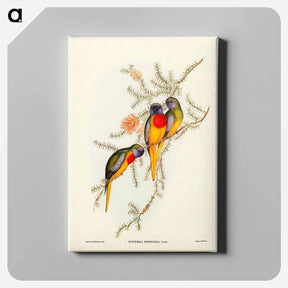 アートパネル-Splendid Grass-Parakeet
 - ジョン グールド Canvas.