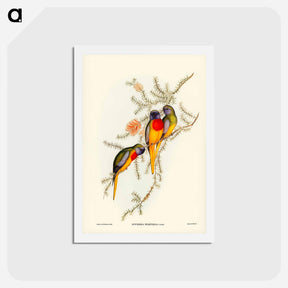 アートポストカード-Splendid Grass-Parakeet
 - ジョン グールド Postcard.
