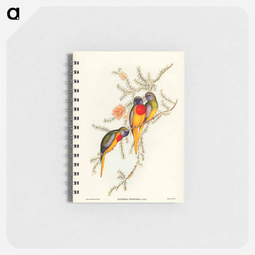 Splendid Grass-Parakeet
 - ジョン グールド Memo.