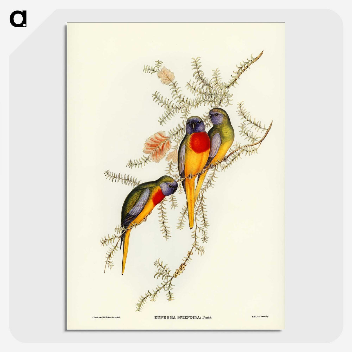 2-49_John-Gould_picture-crop
