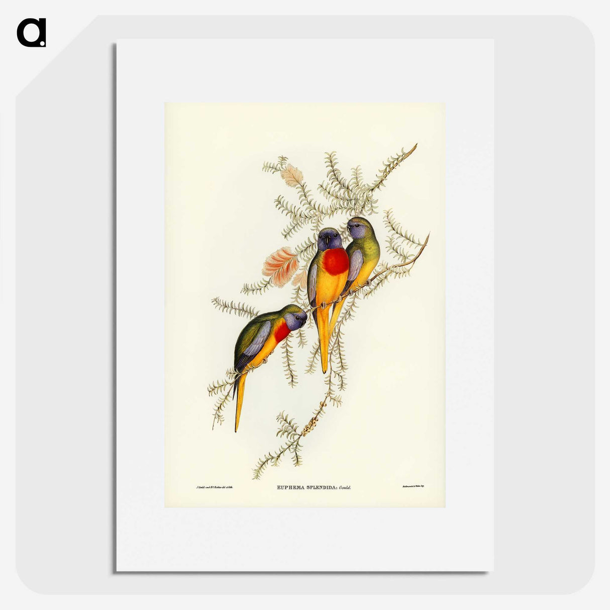2-49_John-Gould_picture