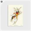 2-49_John-Gould_postcard