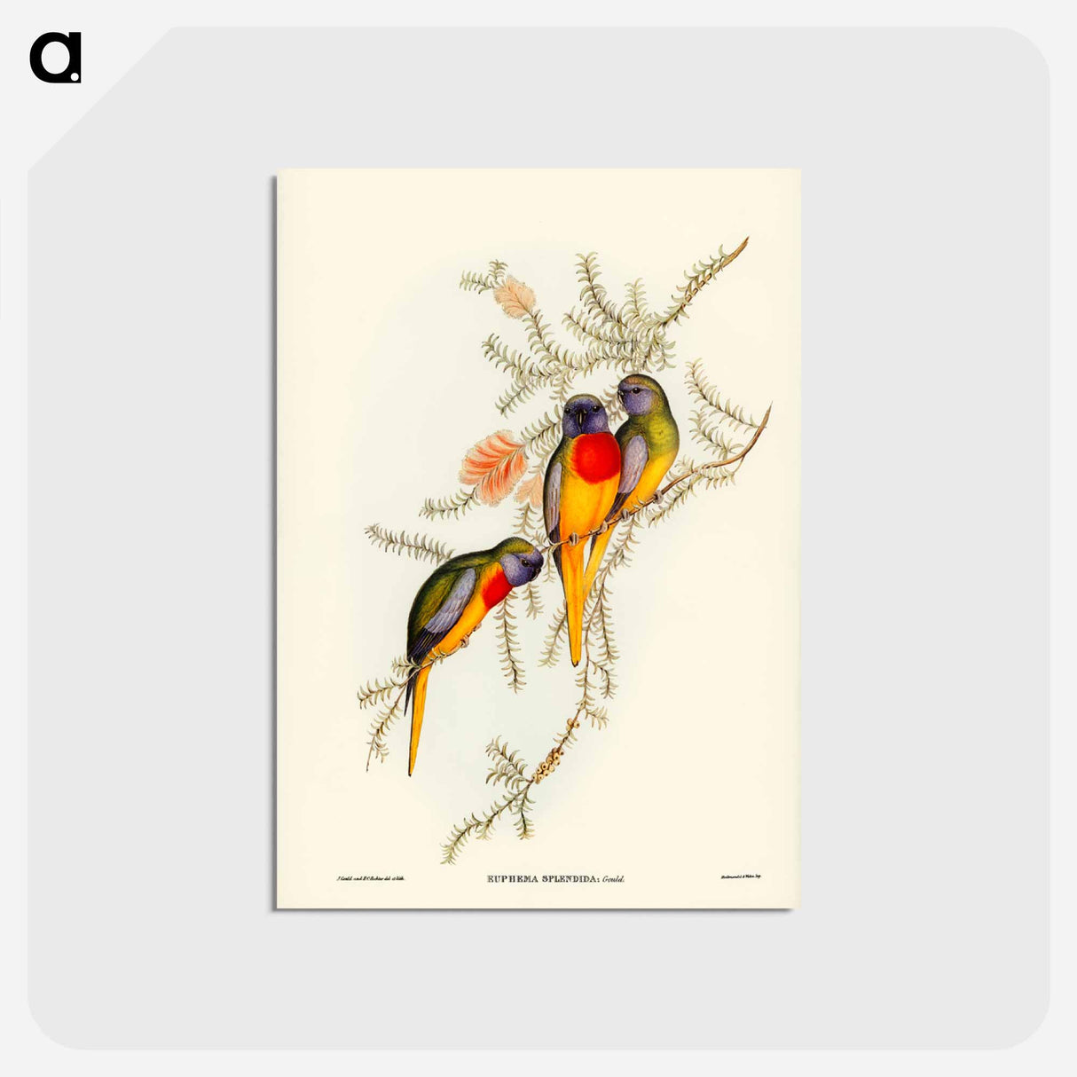 アートポストカード-Splendid Grass-Parakeet
 - ジョン グールド Postcard.