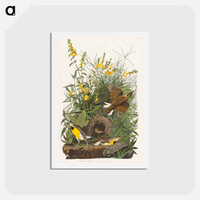 アートポストカード-Meadow Lark
 - ジョン ジェームス オーデュボン Postcard.