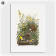 2-49_John-James-Audubon_picture
