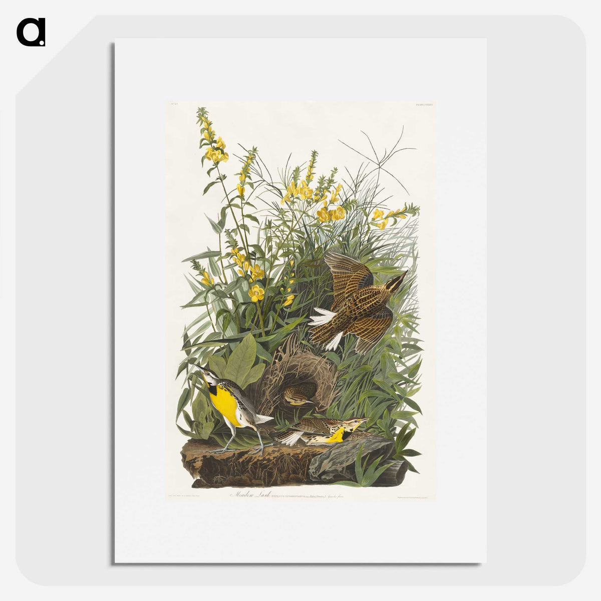 2-49_John-James-Audubon_picture