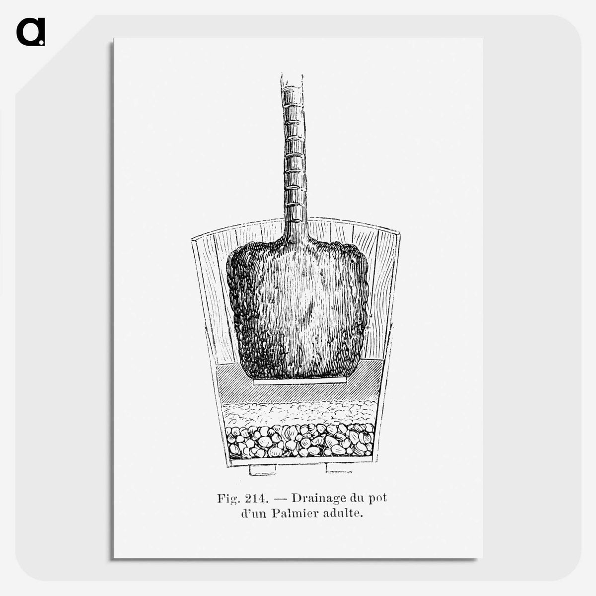 2-49_Les-Palmiers-Histoire-Iconographique_picture-crop