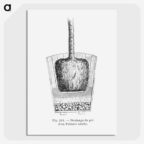 2-49_Les-Palmiers-Histoire-Iconographique_picture-crop