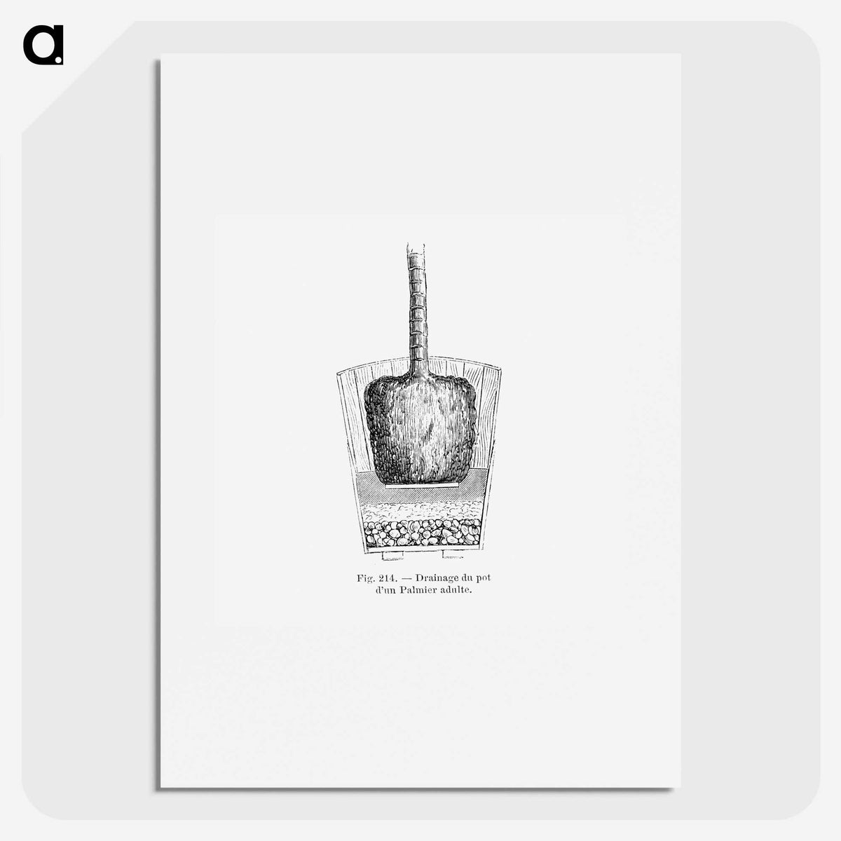 2-49_Les-Palmiers-Histoire-Iconographique_picture