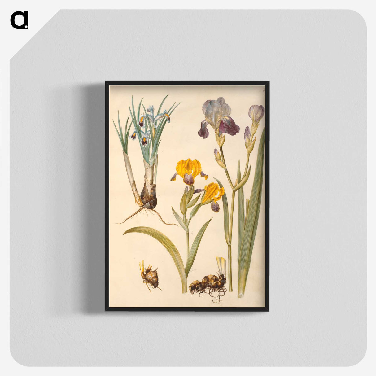 2-49_Maria-Sibylla-Merian_blk-crop