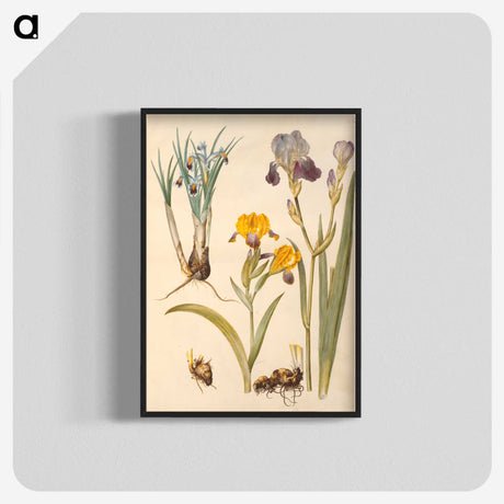 2-49_Maria-Sibylla-Merian_blk-crop