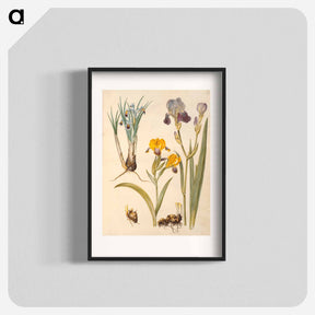 アートポスター-Iris persica, Iris variegata, Iris ×sambucina
 - マリア ジビーラ メーリアン Poster.