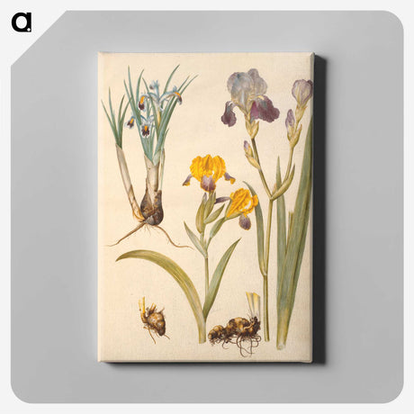 2-49_Maria-Sibylla-Merian_canvas