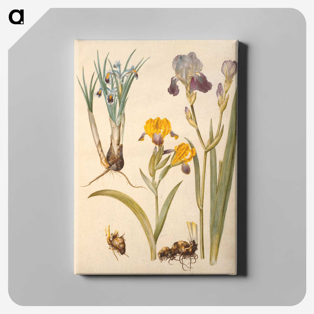 2-49_Maria-Sibylla-Merian_canvas