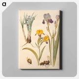 アートパネル-Iris persica, Iris variegata, Iris ×sambucina
 - マリア ジビーラ メーリアン Canvas.