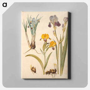 アートパネル-Iris persica, Iris variegata, Iris ×sambucina
 - マリア ジビーラ メーリアン Canvas.
