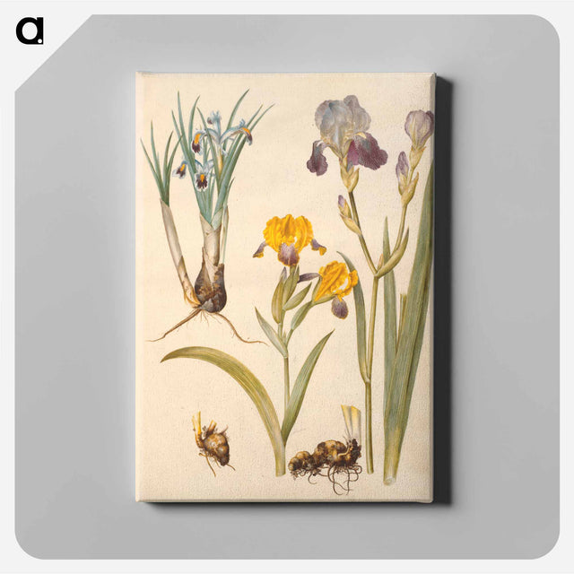 アートパネル-Iris persica, Iris variegata, Iris ×sambucina
 - マリア ジビーラ メーリアン Canvas.