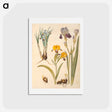 アートポストカード-Iris persica, Iris variegata, Iris ×sambucina
 - マリア ジビーラ メーリアン Postcard.