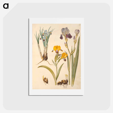 アートポストカード-Iris persica, Iris variegata, Iris ×sambucina
 - マリア ジビーラ メーリアン Postcard.