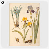 2-49_Maria-Sibylla-Merian_picture-crop