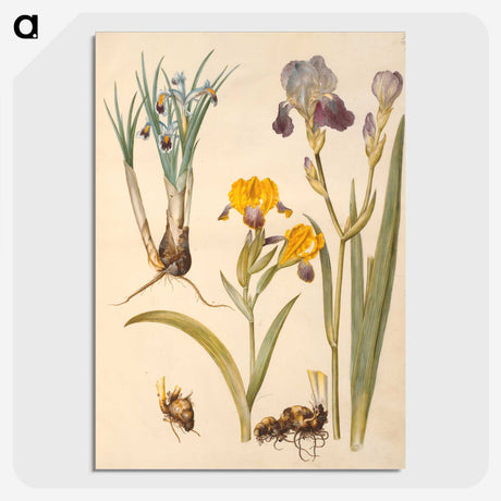 2-49_Maria-Sibylla-Merian_picture-crop