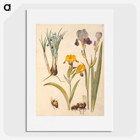 2-49_Maria-Sibylla-Merian_picture