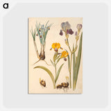 アートポストカード-Iris persica, Iris variegata, Iris ×sambucina
 - マリア ジビーラ メーリアン Postcard.