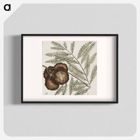 アートポスター-Natural History of Carolina Trees
 - マーク ケイツビー Poster.