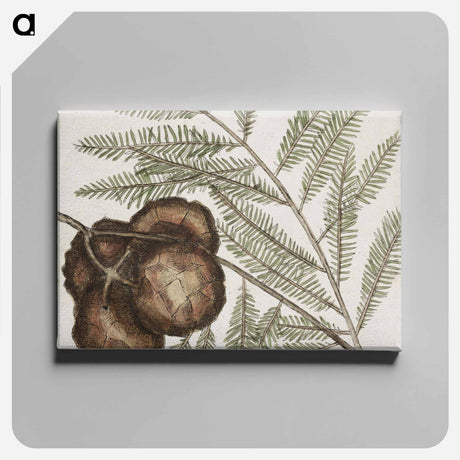 アートパネル-Natural History of Carolina Trees
 - マーク ケイツビー Canvas.