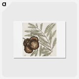 アートポストカード-Natural History of Carolina Trees
 - マーク ケイツビー Postcard.